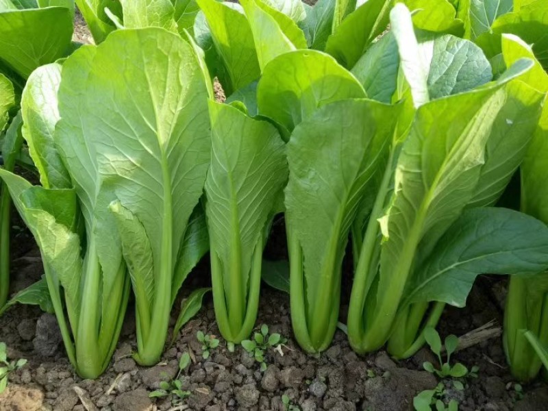 翠绿园青梗快菜种子100g不结球青梗无毛小白菜苗小白菜种