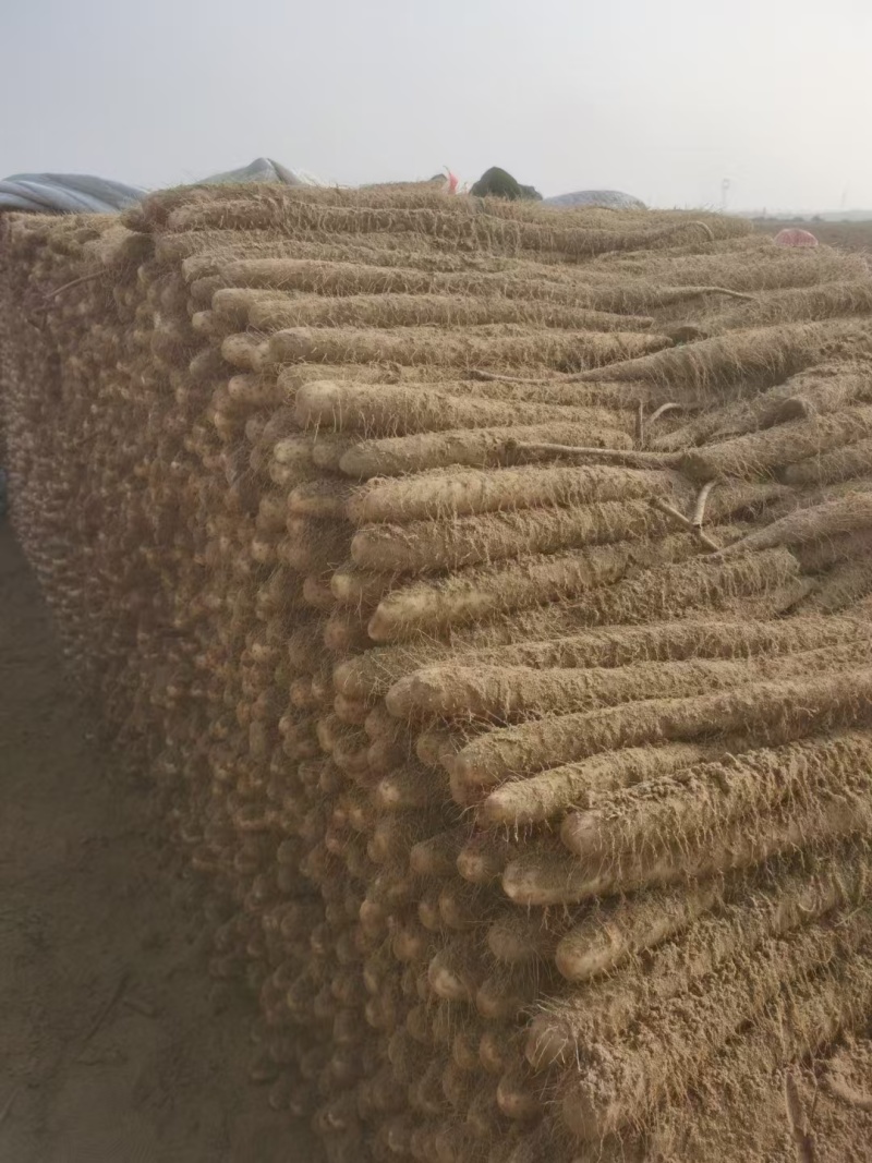 河北白玉山药千亩基地现挖现发规格齐全品质保证欢迎咨询
