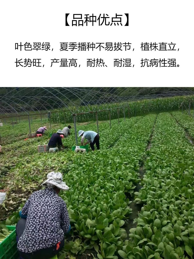 改良金品28青梗菜种子夏季高温不拔节叶梗翠绿耐热耐湿