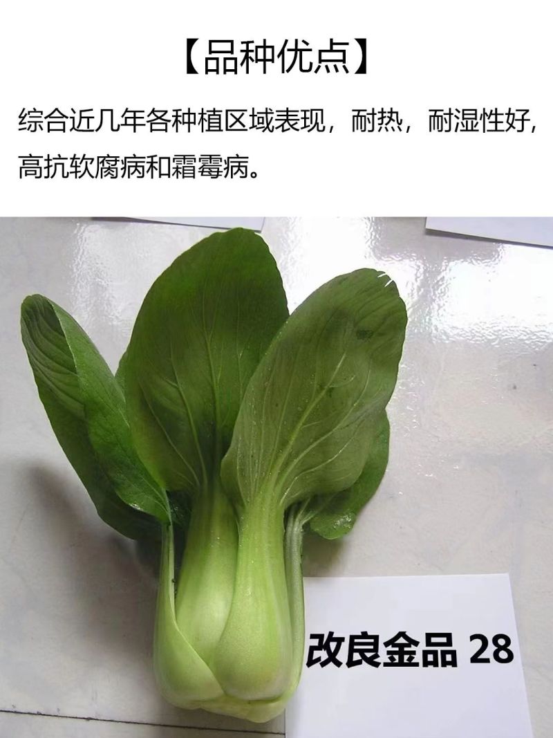 改良金品28青梗菜种子夏季高温不拔节叶梗翠绿耐热耐湿