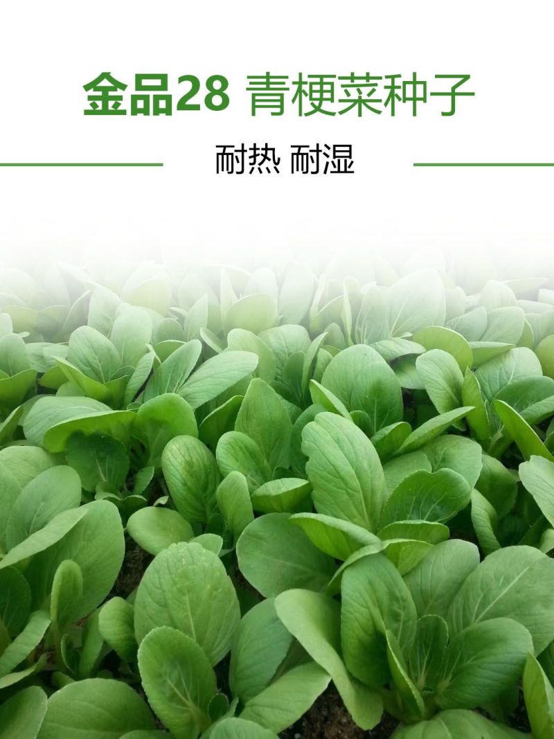改良金品28青梗菜种子夏季高温不拔节叶梗翠绿耐热耐湿