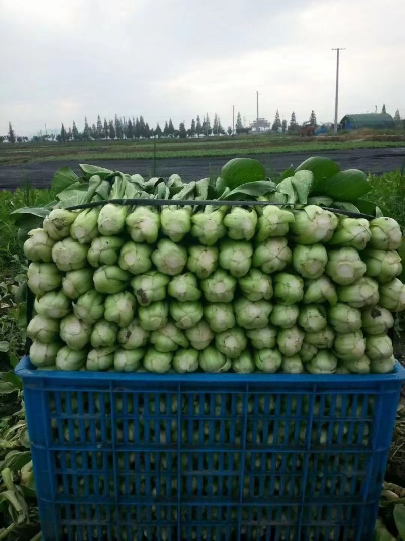 改良金品28青梗菜种子夏季高温不拔节叶梗翠绿耐热耐湿