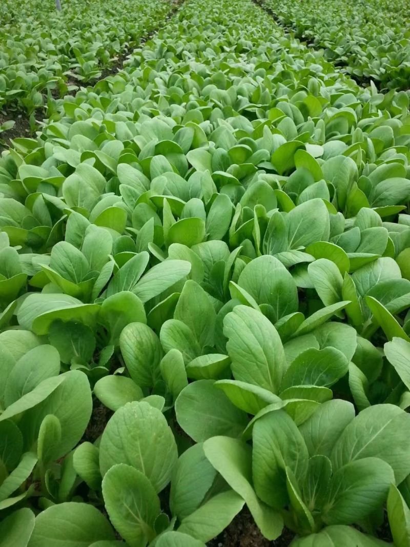 改良金品28青梗菜种子夏季高温不拔节叶梗翠绿耐热耐湿