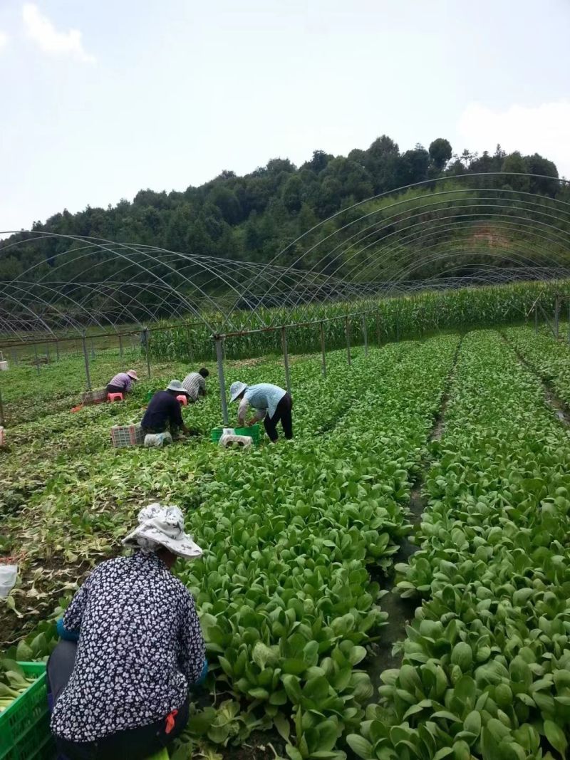 改良金品28青梗菜种子夏季高温不拔节叶梗翠绿耐热耐湿