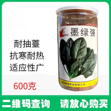 墨绿强菠菜种子耐热耐寒抽抽苔深绿尖圆叶菠菜