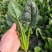 墨绿强菠菜种子耐热耐寒抽抽苔深绿尖圆叶菠菜