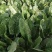 墨绿强菠菜种子耐热耐寒抽抽苔深绿尖圆叶菠菜