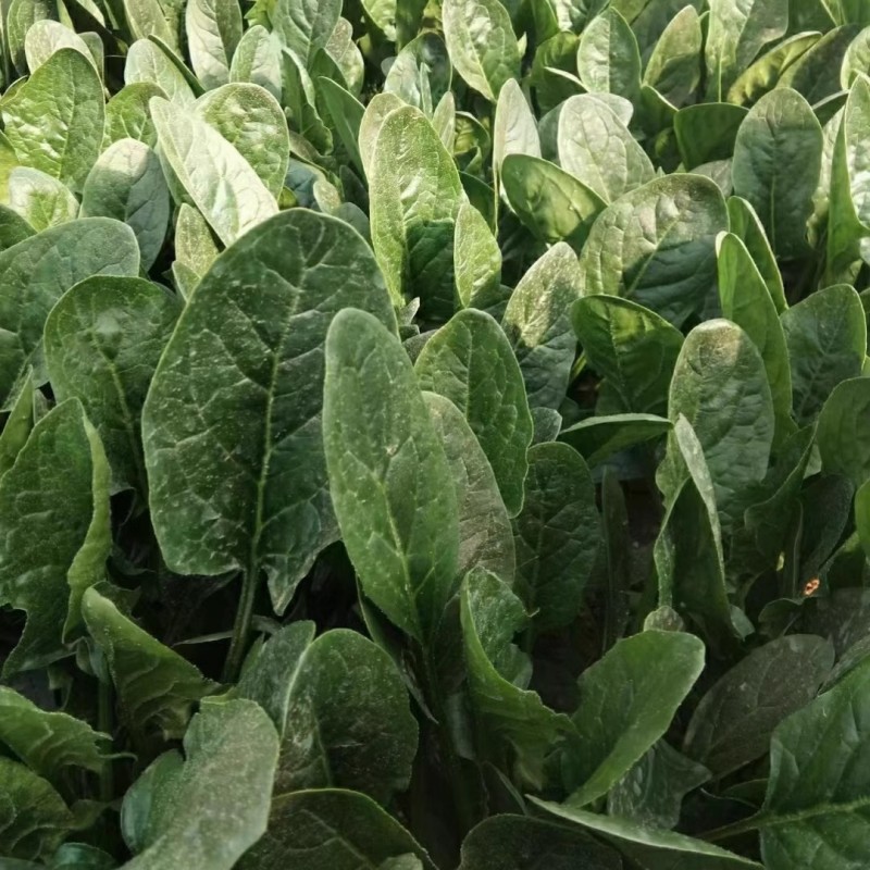 墨绿强菠菜种子耐热耐寒抽抽苔深绿尖圆叶菠菜