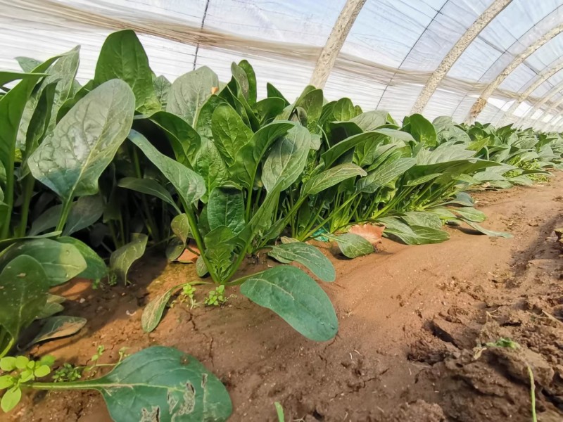 墨绿强菠菜种子耐热耐寒抽抽苔深绿尖圆叶菠菜