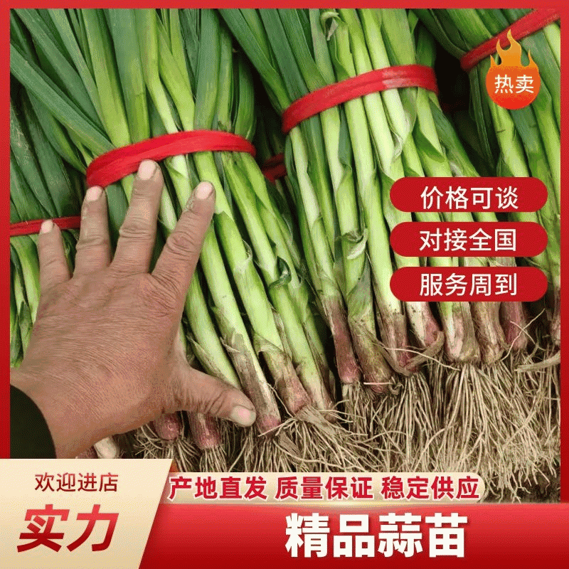 【推荐】蒜苗精品红根蒜苗红皮蒜扒皮水洗蒜苗基地直供
