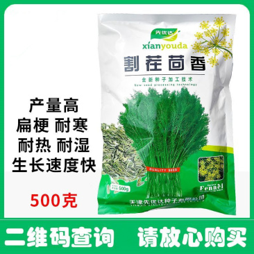 割茬茴香种子绿茎扁梗耐热耐寒耐湿