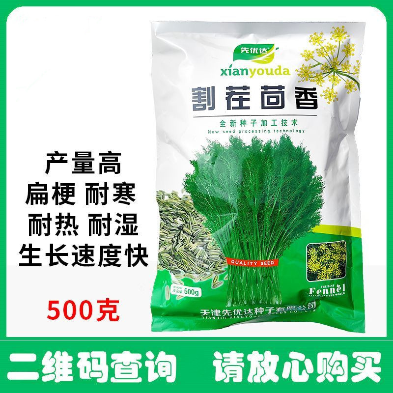 割茬茴香种子绿茎扁梗耐热耐寒耐湿