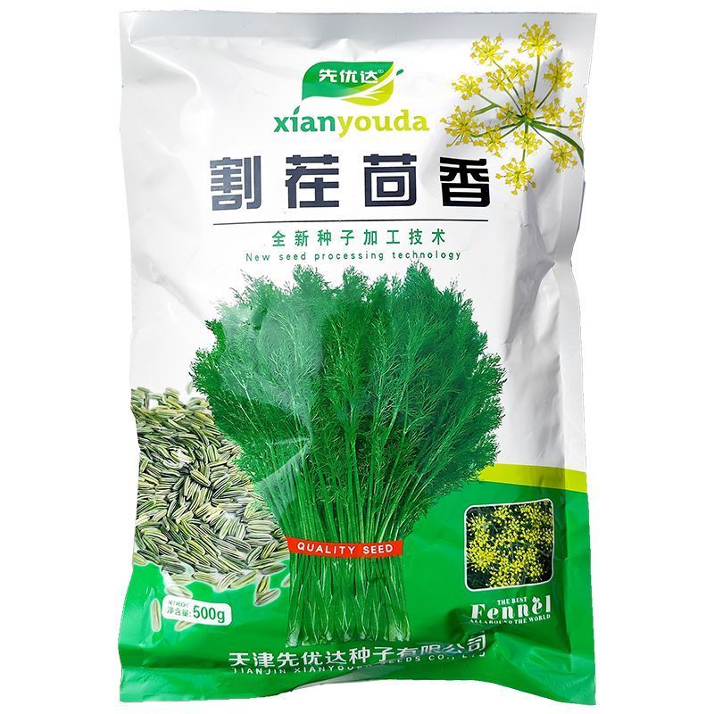割茬茴香种子绿茎扁梗耐热耐寒耐湿