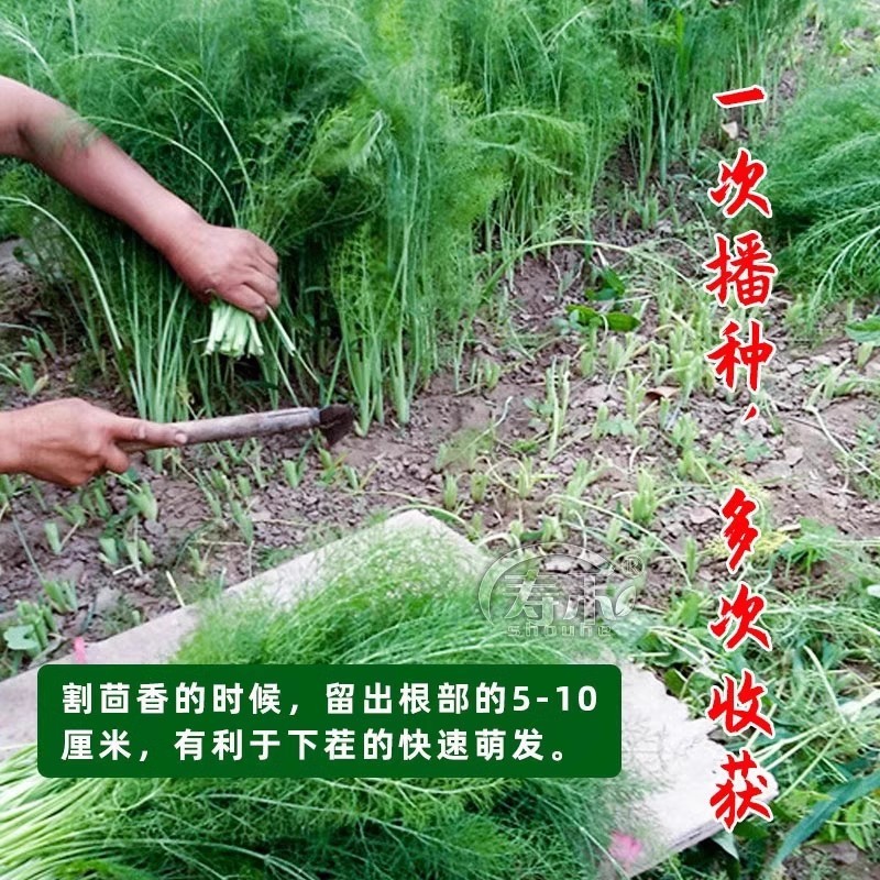 割茬茴香种子绿茎扁梗耐热耐寒耐湿