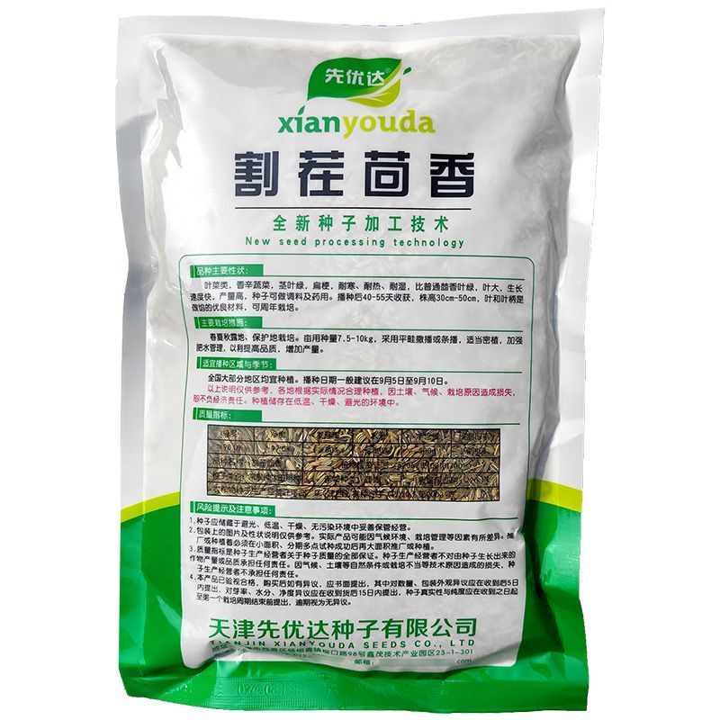 割茬茴香种子绿茎扁梗耐热耐寒耐湿