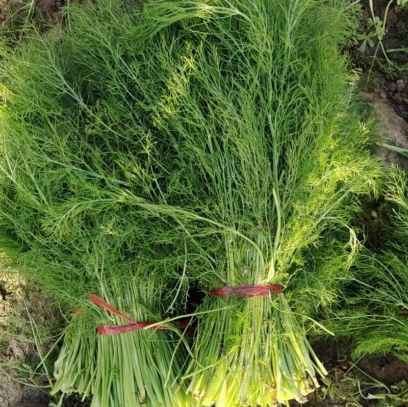 割茬茴香种子绿茎扁梗耐热耐寒耐湿