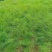 割茬茴香种子绿茎扁梗耐热耐寒耐湿