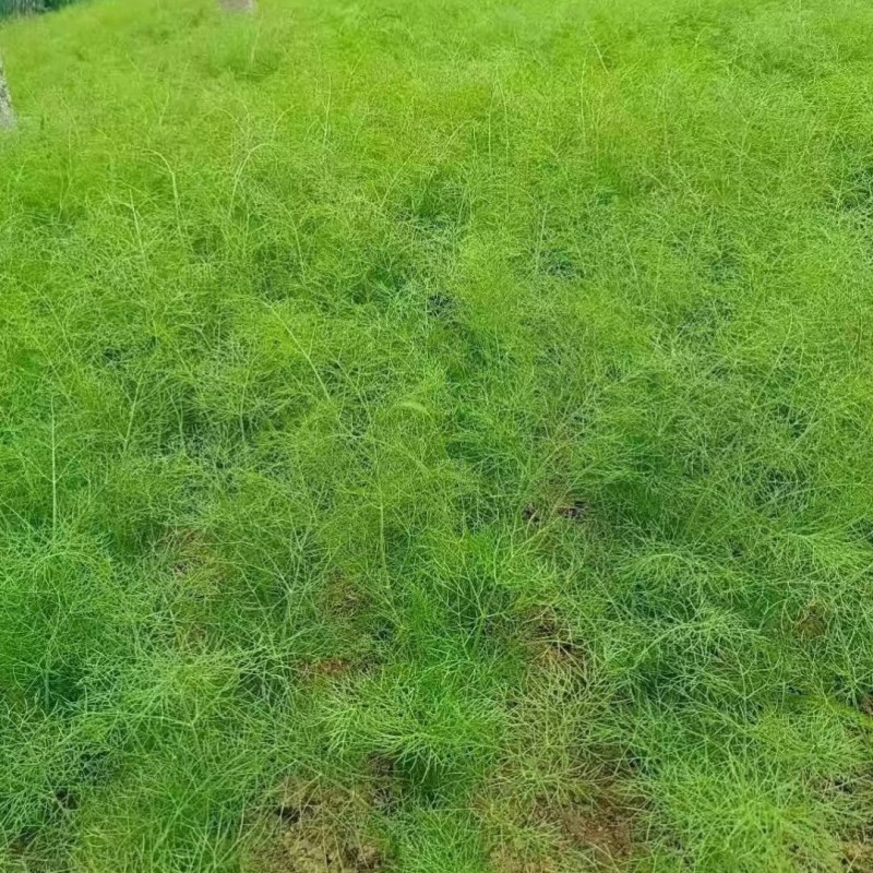 割茬茴香种子绿茎扁梗耐热耐寒耐湿