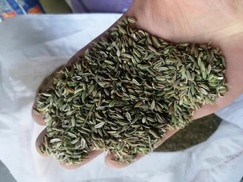 割茬茴香种子绿茎扁梗耐热耐寒耐湿
