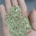 割茬茴香种子绿茎扁梗耐热耐寒耐湿