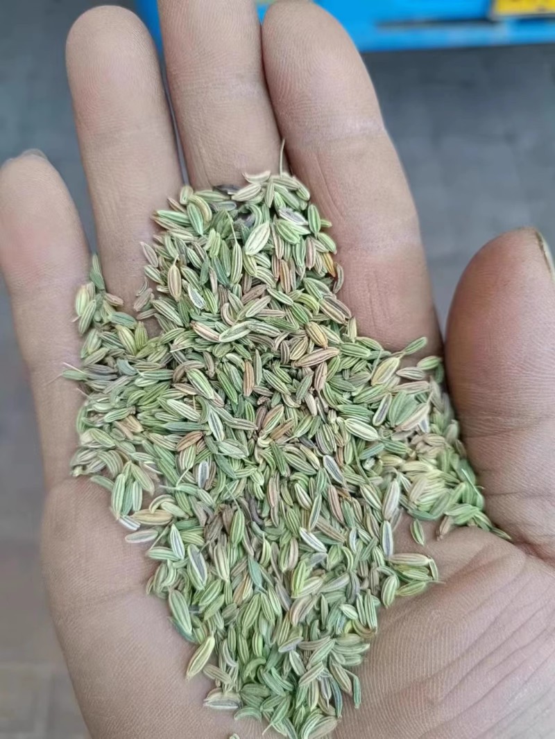 割茬茴香种子绿茎扁梗耐热耐寒耐湿