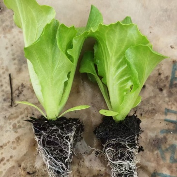 意大利生菜苗现挖现发存活率高可提供种植技术
