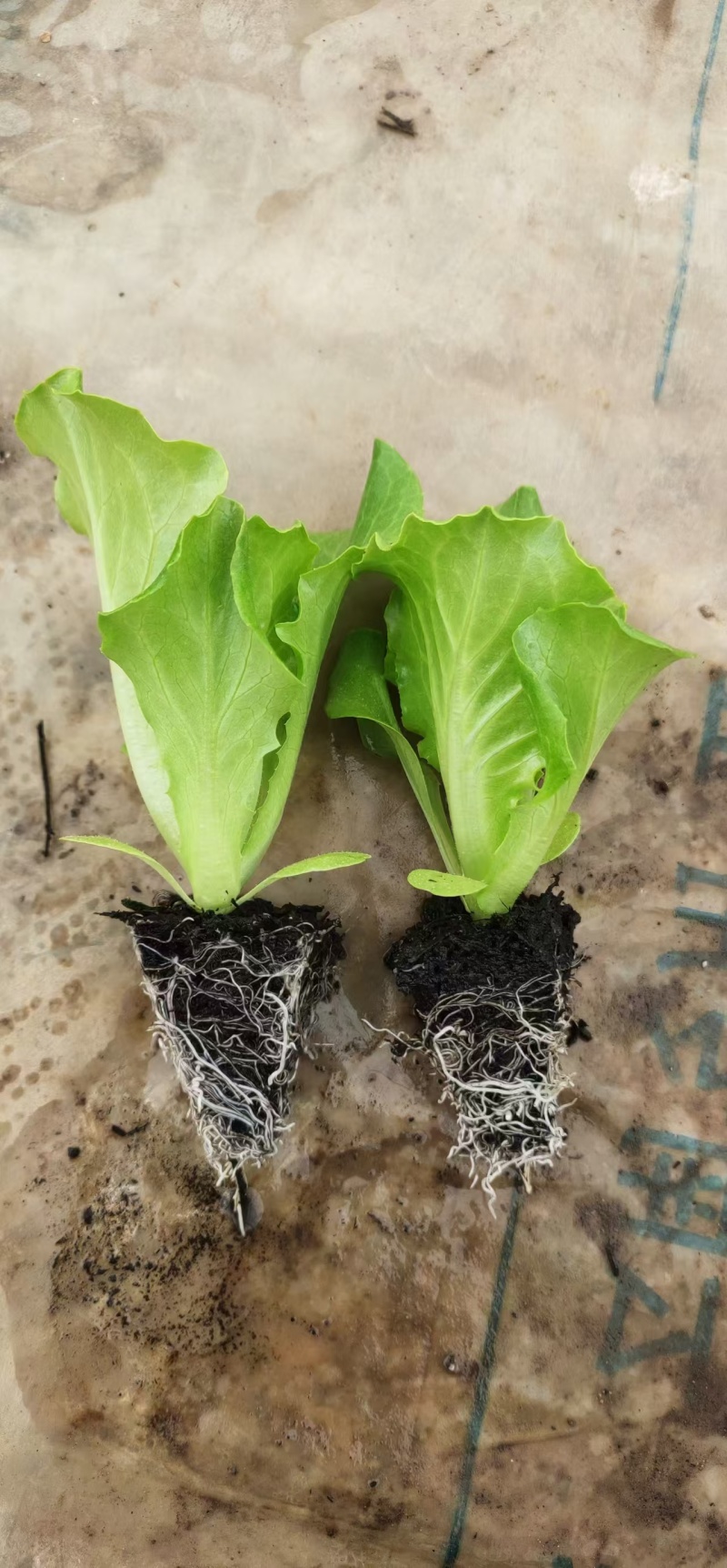 意大利生菜苗现挖现发存活率高可提供种植技术