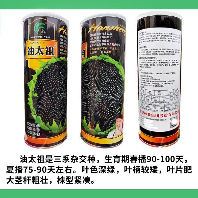 油太祖油葵种子三系杂交抗病抗鸟害榨油用向日葵种子