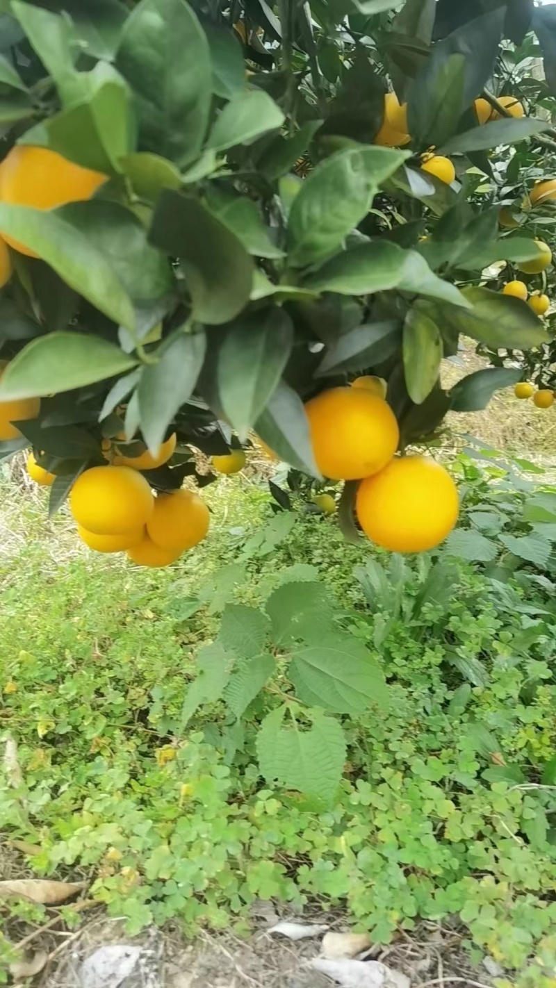 冰糖橙/湖南怀化麻阳县产地直发/质量保证/对接全国采购商