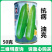 油亮翠绿西葫芦种子早熟杂交西葫芦种子抗病瓜条顺直