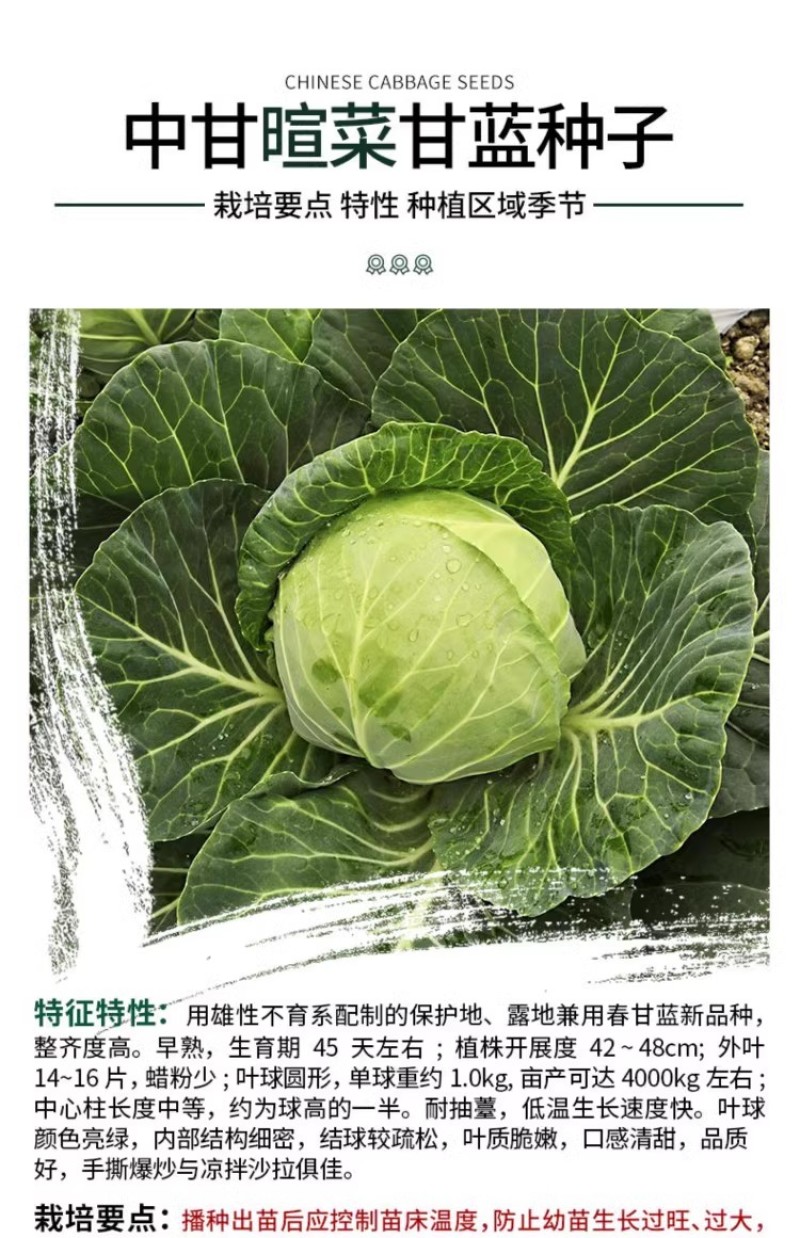 中甘暄菜包心菜种子早熟春播45天耐寒耐抽苔甘蓝种子