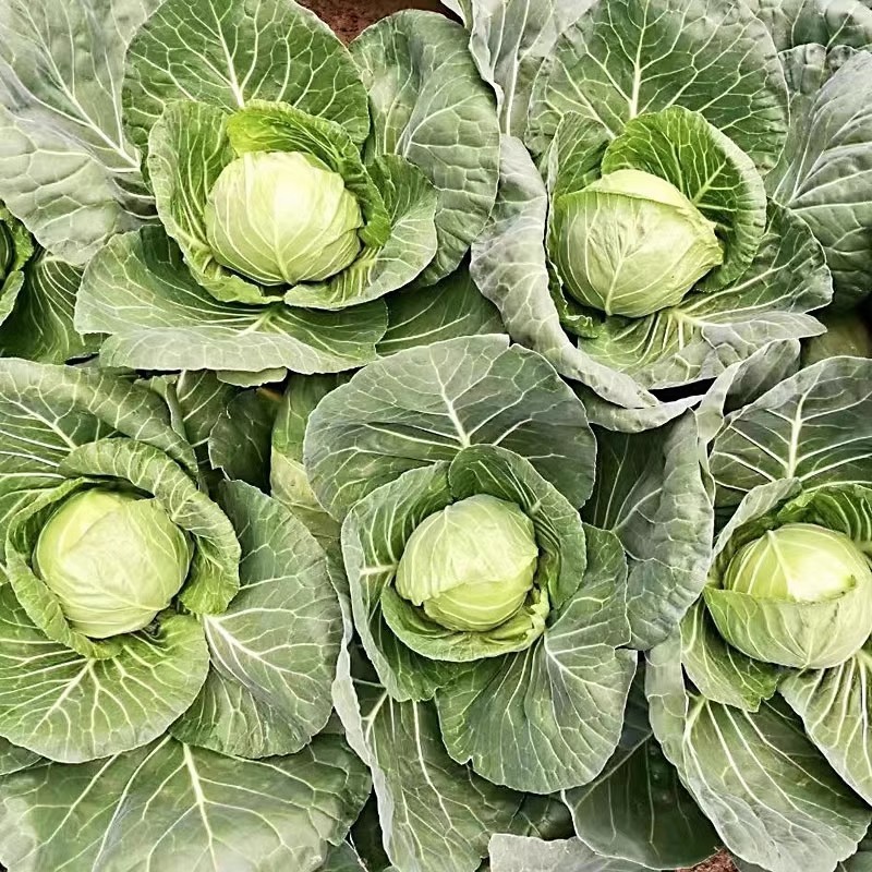 中甘暄菜包心菜种子早熟春播45天耐寒耐抽苔甘蓝种子