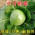 中甘暄菜包心菜种子早熟春播45天耐寒耐抽苔甘蓝种子