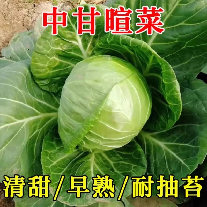 中甘暄菜包心菜种子早熟春播45天耐寒耐抽苔甘蓝种子