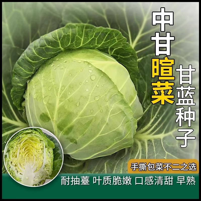 中甘暄菜包心菜种子早熟春播45天耐寒耐抽苔甘蓝种子