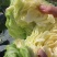 中甘暄菜包心菜种子早熟春播45天耐寒耐抽苔甘蓝种子