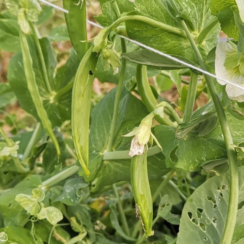 【优选荷兰豆】四川豌豆荷兰豆-产地直发-价格优惠