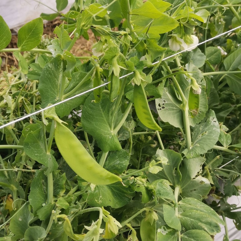 【优选荷兰豆】四川豌豆荷兰豆-产地直发-价格优惠
