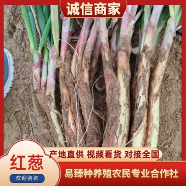 陕西榆林横山区红葱大量供应一手货源价格实惠欢迎来电
