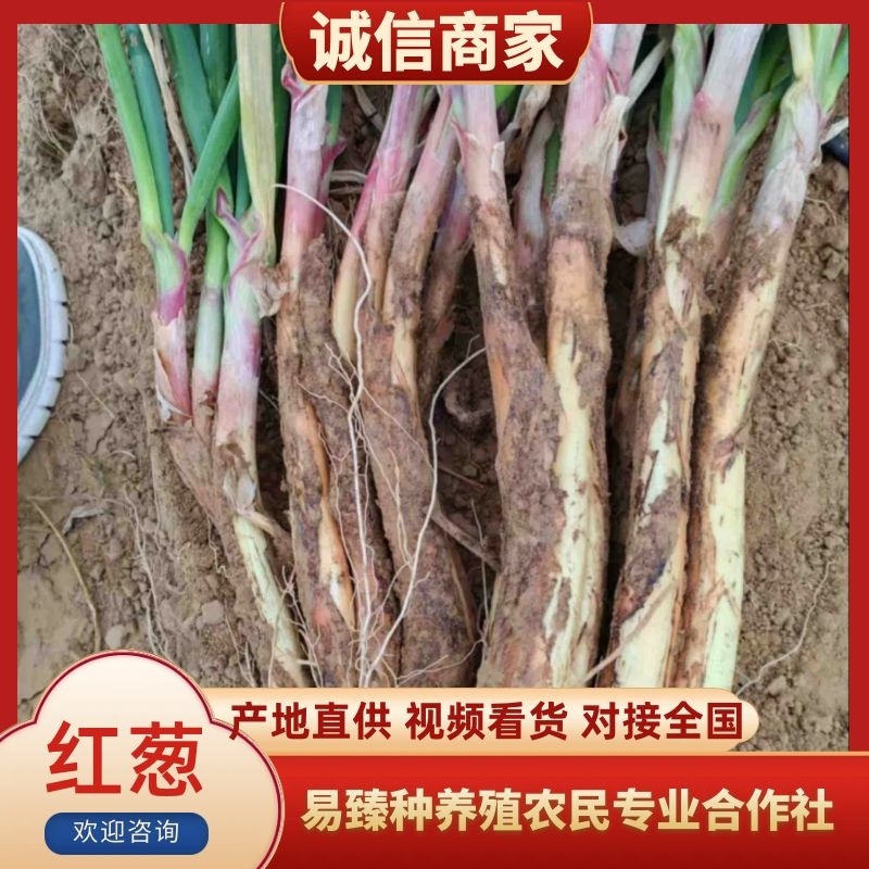 陕西榆林横山区红葱大量供应一手货源价格实惠欢迎来电