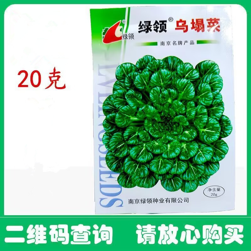 绿领乌塌菜种子小八叶菜种子紧密波皱墨绿色
