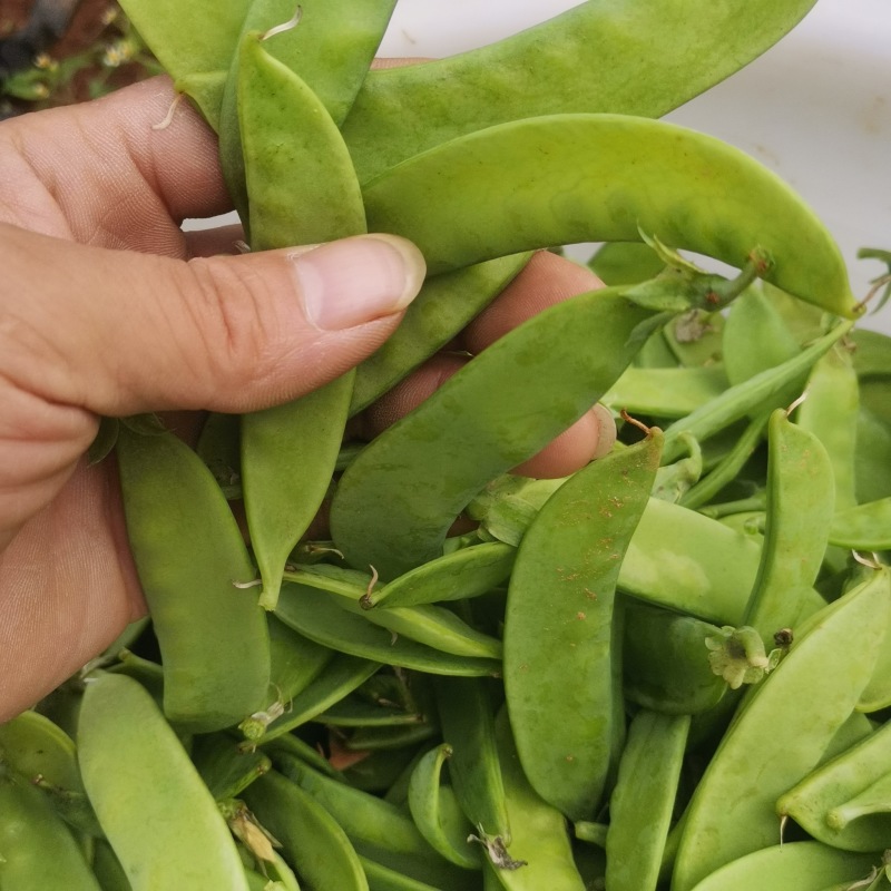 【一件代发荷兰豆】四川豌豆荷兰豆-产地直发-价格优惠