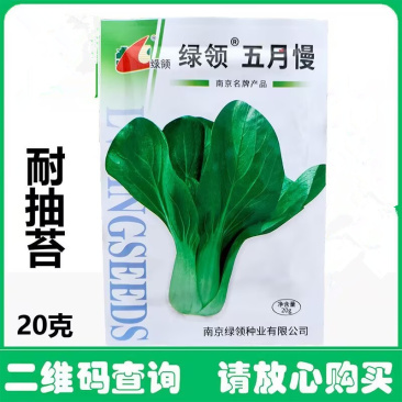 五月慢油菜种子抽苔晚青梗菜种子叶柄绿白