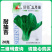 五月慢油菜种子抽苔晚青梗菜种子叶柄绿白