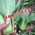 五月慢油菜种子抽苔晚青梗菜种子叶柄绿白