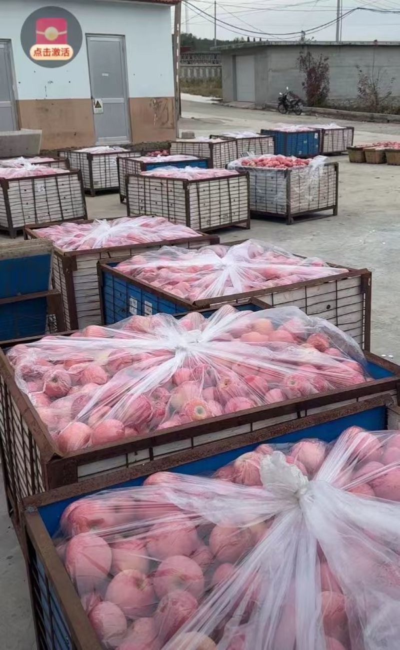 正宗山东烟台红富士苹果水晶富士条红精品货对接商超实地考察