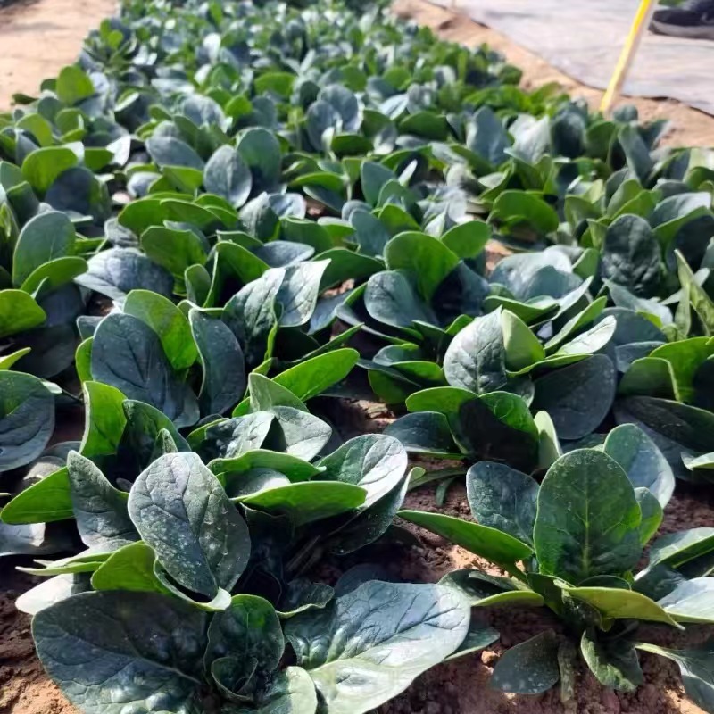 【双11优惠】趴地菠菜量大价优产地直供可视频看货欢迎致电
