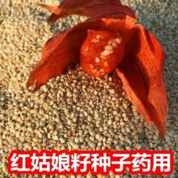 红菇娘种子红灯笼挂金灯果种籽可食用酸浆果多年生耐寒