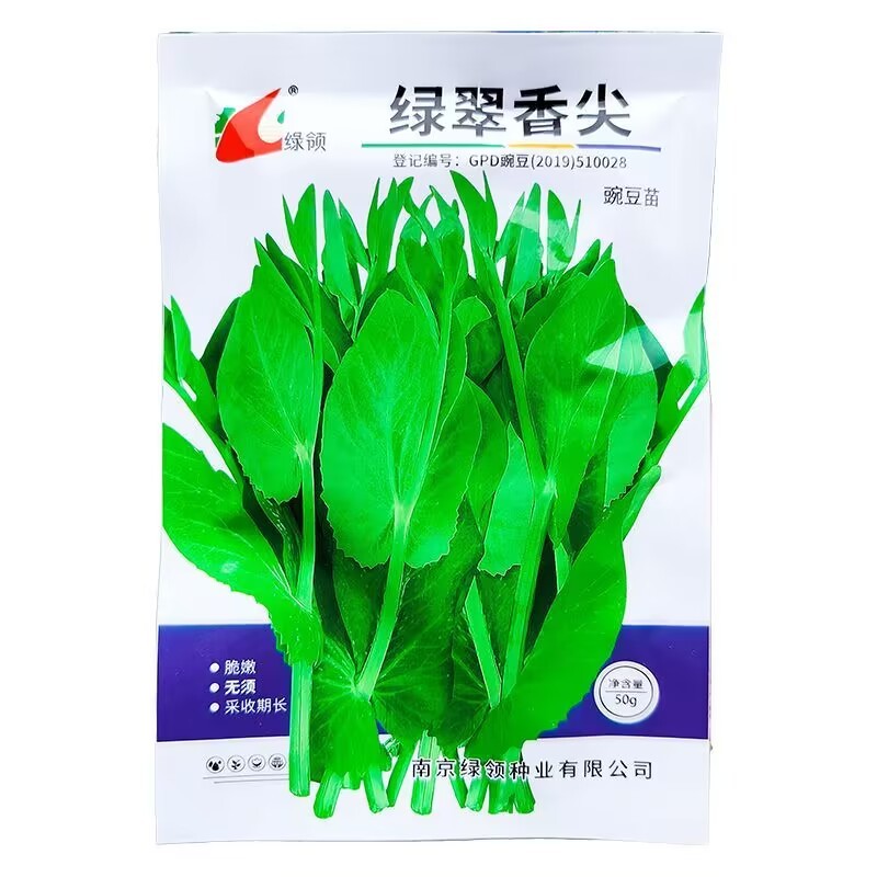 无须豌豆尖种子清香脆嫩苗茎粗壮可持续采收苗尖