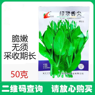 无须豌豆尖种子清香脆嫩苗茎粗壮可持续采收苗尖